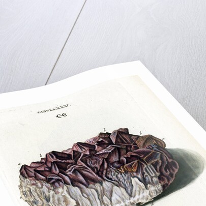 Quartz with Amethyst Crystals by Johann Sebastian Leitner