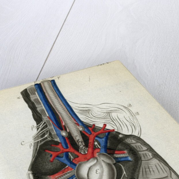 View of the chest cavity by Walwert