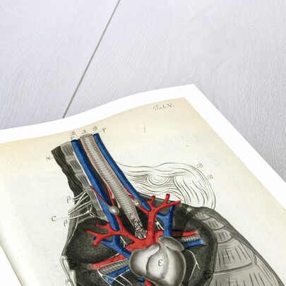 View of the chest cavity by Walwert