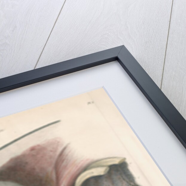 Dissected head of a porpoise by Antoine Toussaint de Chazal