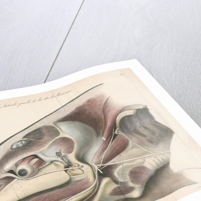 Dissected head of a porpoise by Antoine Toussaint de Chazal