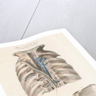 Dissected thorax and skull of a porpoise by Antoine Toussaint de Chazal
