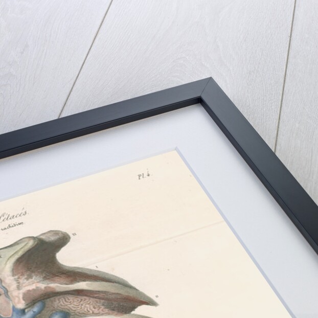 Dissected thorax and skull of a porpoise by Antoine Toussaint de Chazal