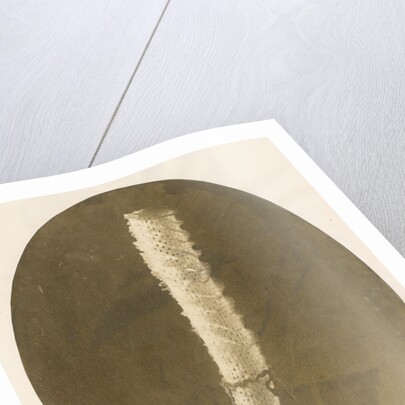 Venus's flower basket by unknown