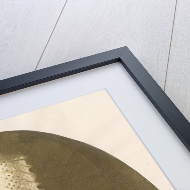 Venus's flower basket by unknown