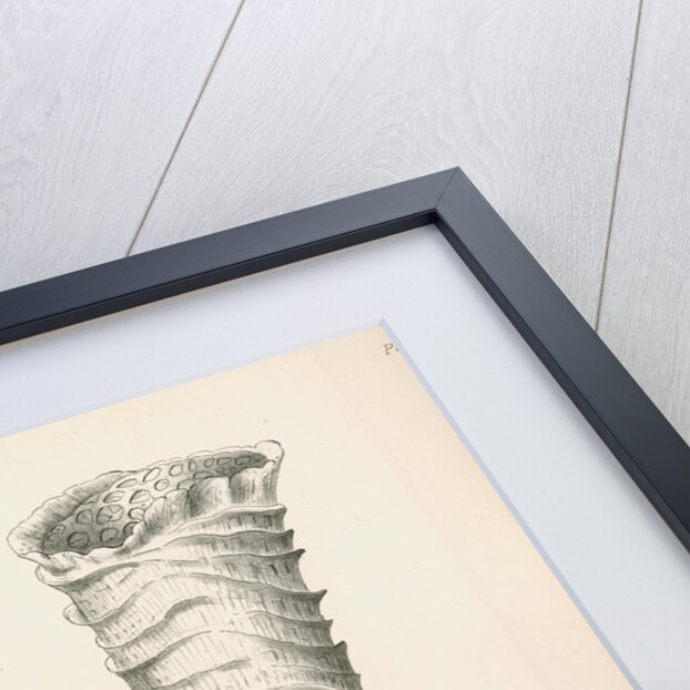 'Double form of Euplectella' [Venus's flower basket] by C L G