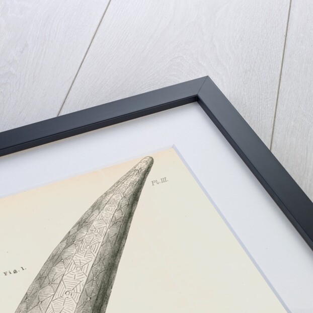 Specimens of Euplectella [Venus's flower basket] by C L G