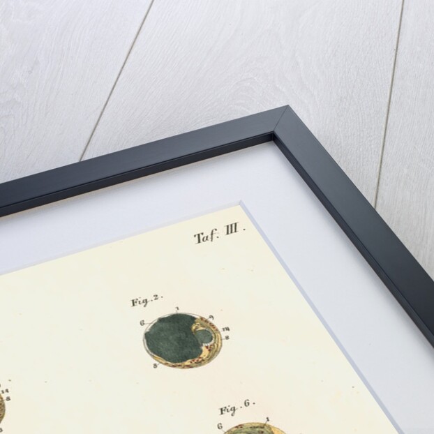 Lobster egg development by Michael Pius Erdl