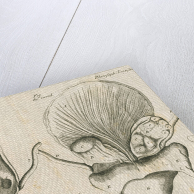 Human bladder and bladder stones by Elizabeth Blackwell