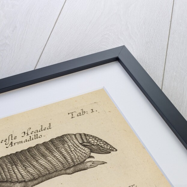 A hippopotamus skull in the Royal Society's Repository by Anonymous