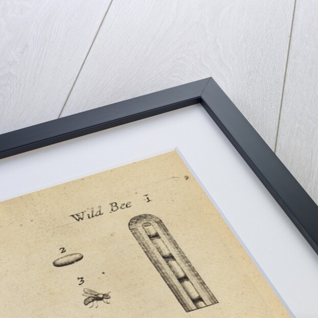 Insects in the Royal Society's Repository by Anonymous