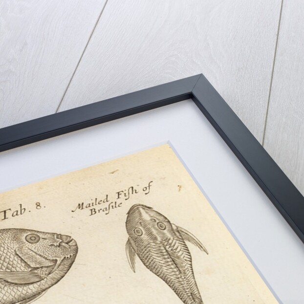 Fish and starfish in the Royal Society's Repository by Anonymous