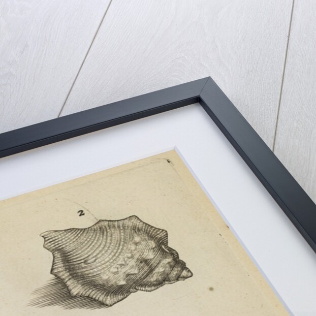 Whelk shells in the Royal Society's Repository by Anonymous