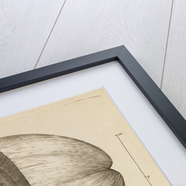 A coconut in the Royal Society's Repository by Anonymous