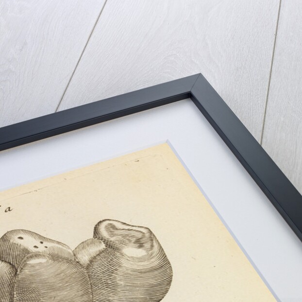 A 'petrified tooth' in the Royal Society's Repository by Anonymous