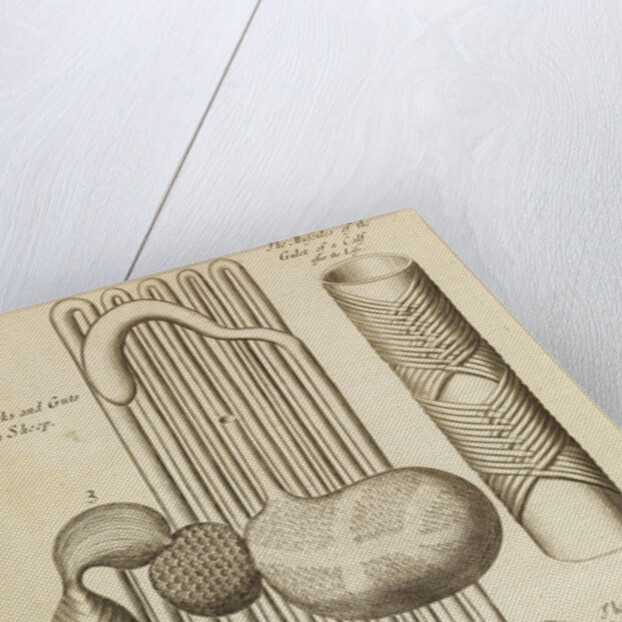 The stomach and guts of a sheep and the gullet of a calf by Anonymous