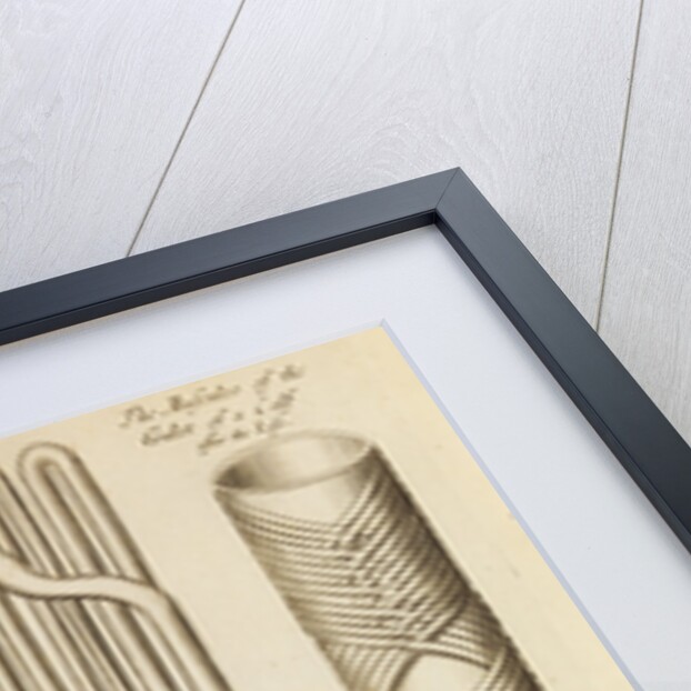 The stomach and guts of a sheep and the gullet of a calf by Anonymous