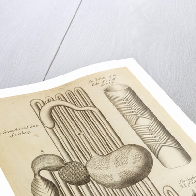 The stomach and guts of a sheep and the gullet of a calf by Anonymous