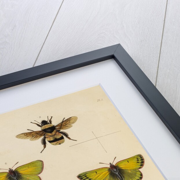 Insects of northern Canada by Anonymous