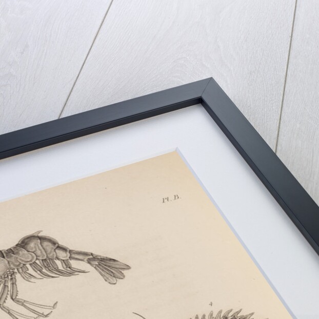 Marine invertebrates of the Arctic seas by unknown