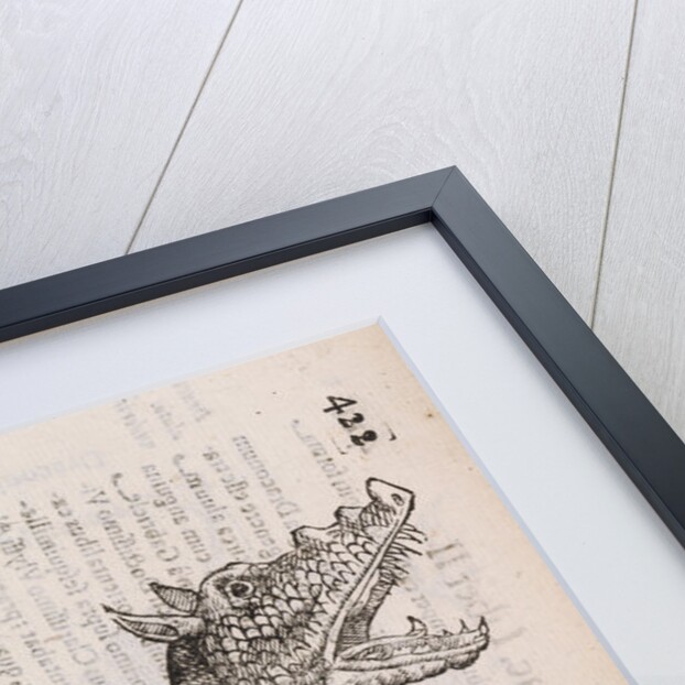 An 'Ethiopian dragon' by unknown