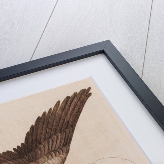The bald eagle by Mark Catesby