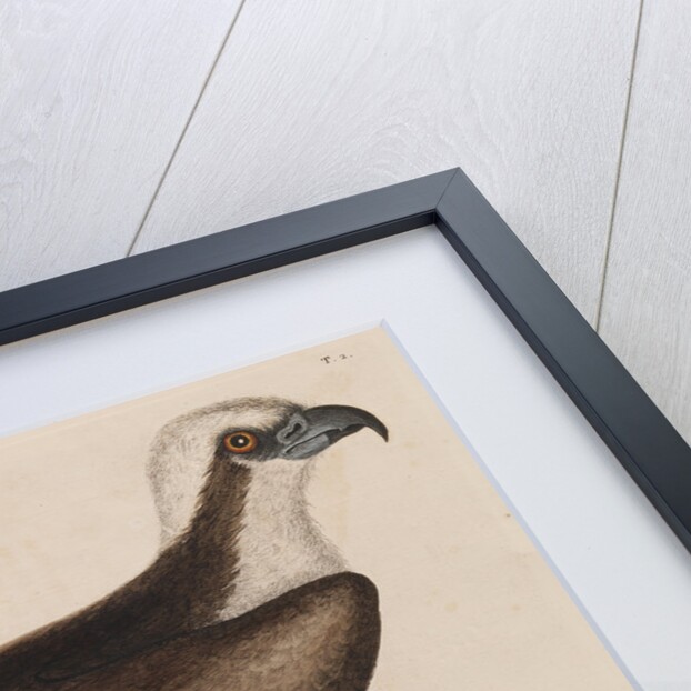The fishing hawk by Mark Catesby