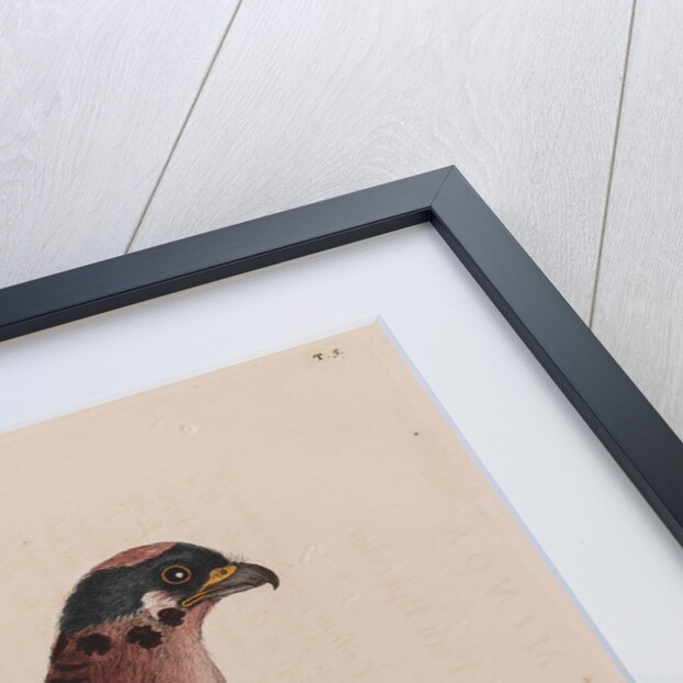 The little hawk by Mark Catesby
