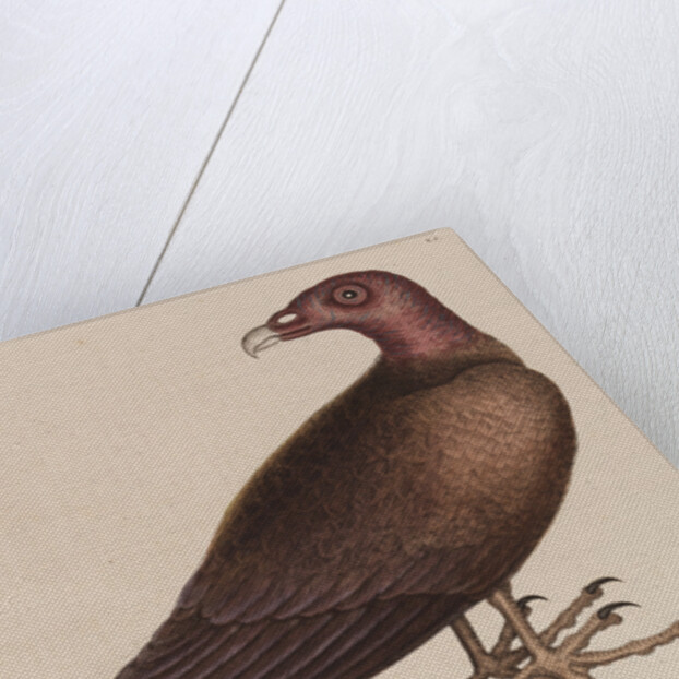 The turkey buzzard by Mark Catesby