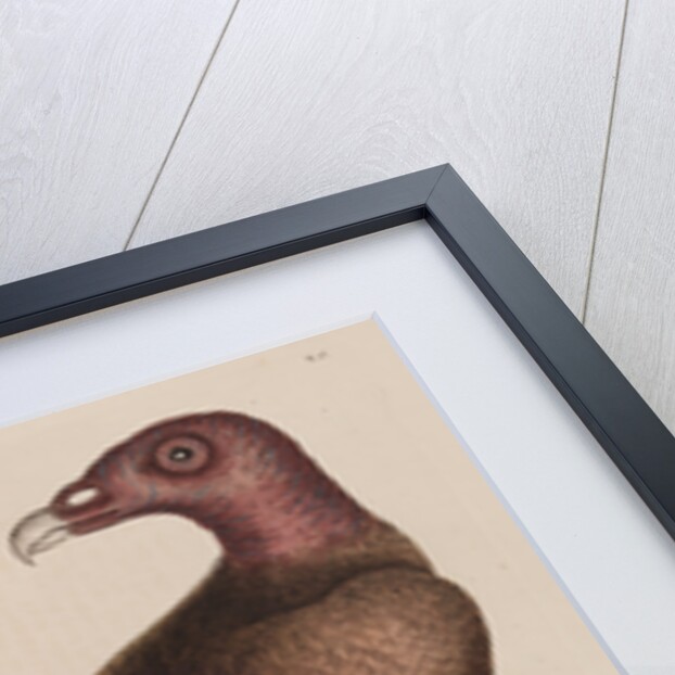 The turkey buzzard by Mark Catesby