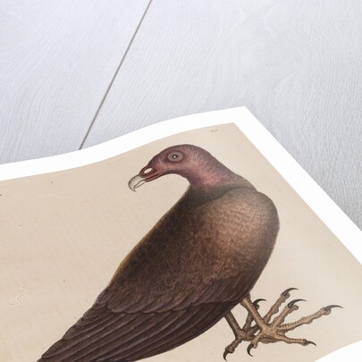 The turkey buzzard by Mark Catesby