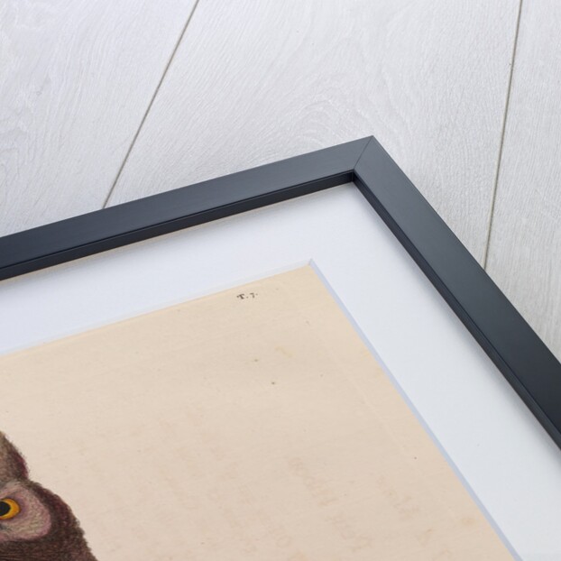 The little owl by Mark Catesby