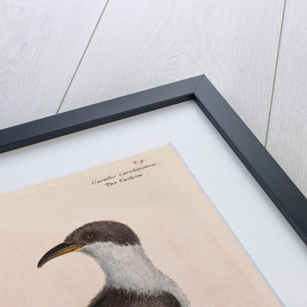 The 'cuckow of Carolina and the chinkapin' by Mark Catesby