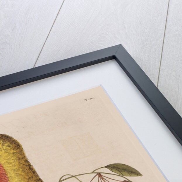 The parrot of paradise of Cuba and the red-wood by Mark Catesby