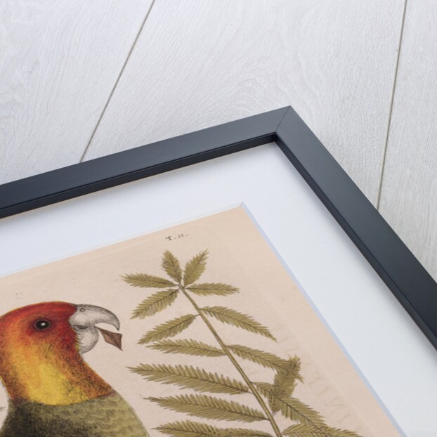 The parrot of Carolina and the cypress of America by Mark Catesby