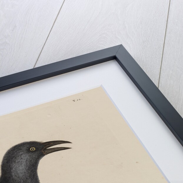 'The purple jack-daw' by Mark Catesby