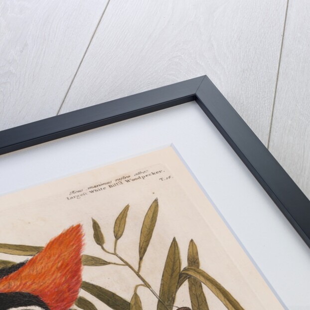 The 'largest white-bill wood-pecker' and the 'willow oak' by Mark Catesby