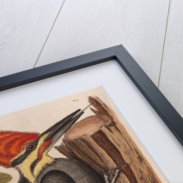 The 'larger red-crested wood-pecker' and the 'live oak' by Mark Catesby