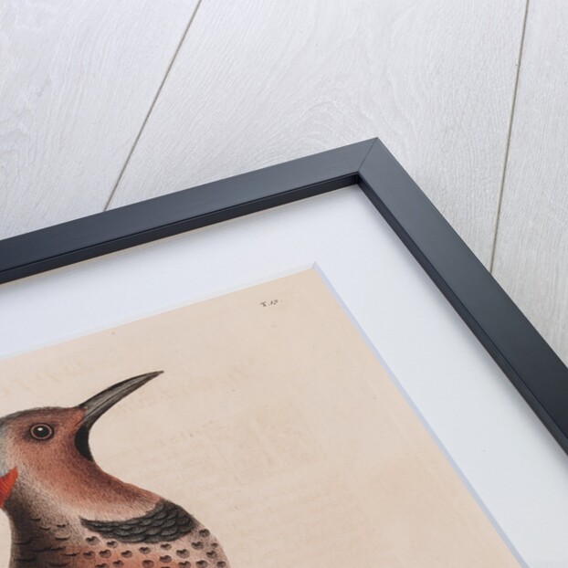 The 'gold-winged wood-pecker' and the 'chesnut-oak' by Mark Catesby