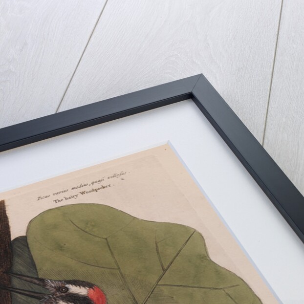 The 'red-bellied wood-pecker', the 'hairy wood-pecker' and the 'black oak' by Mark Catesby
