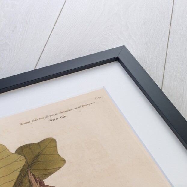 The 'red-headed wood-pecker' and the 'water oak' by Mark Catesby