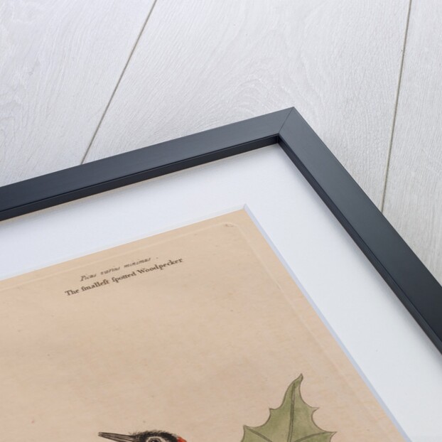 The 'yellow belly'd wood-pecker' and the 'smallest spotted wood-pecker' by Mark Catesby