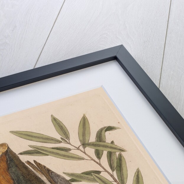 The 'nuthatch', the 'small nuthatch' and the 'highland willow oak' by Mark Catesby