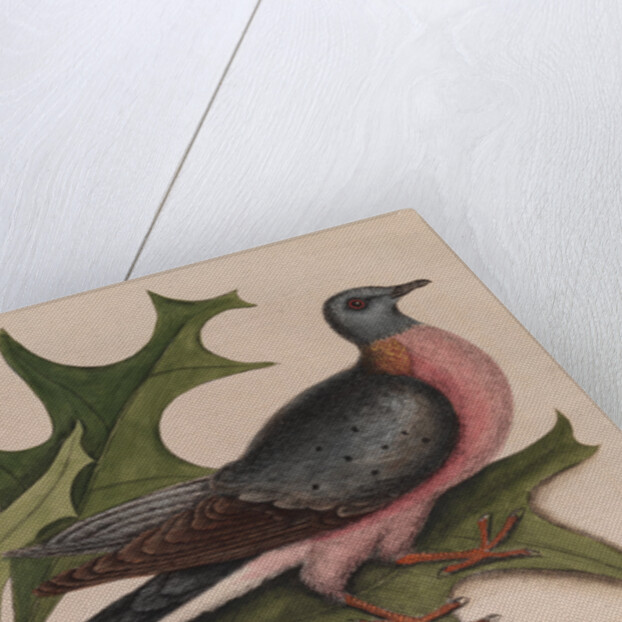 The 'pigeon of passage' and the 'red oak' by Mark Catesby