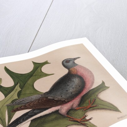 The 'pigeon of passage' and the 'red oak' by Mark Catesby