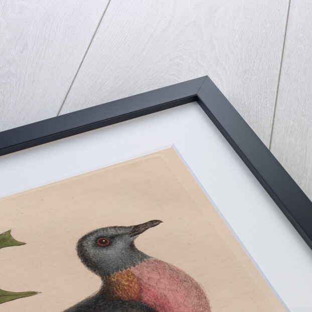 The 'pigeon of passage' and the 'red oak' by Mark Catesby