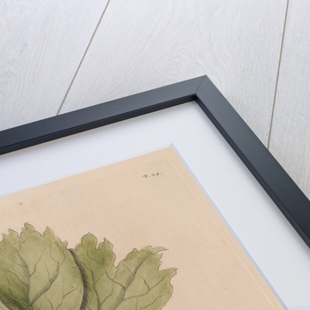 The 'turtle of Carolina' and the 'may apple' by Mark Catesby