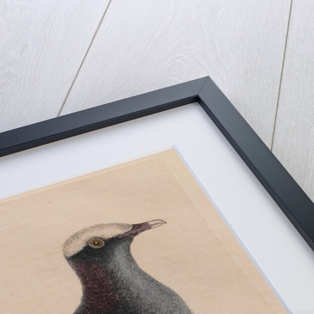 The 'white-crown'd pigeon' and the 'cocoa plum' by Mark Catesby