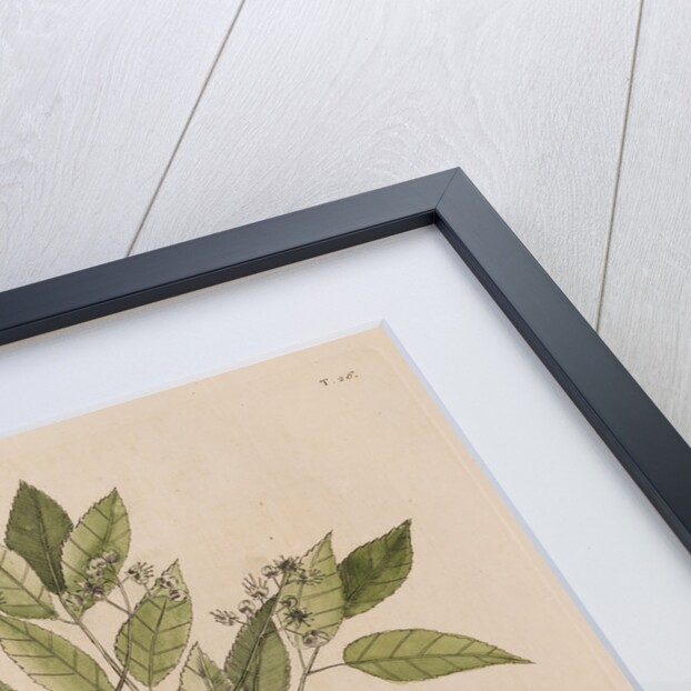 The ground-dove and the pellitory, or tooth-ach tree by Mark Catesby