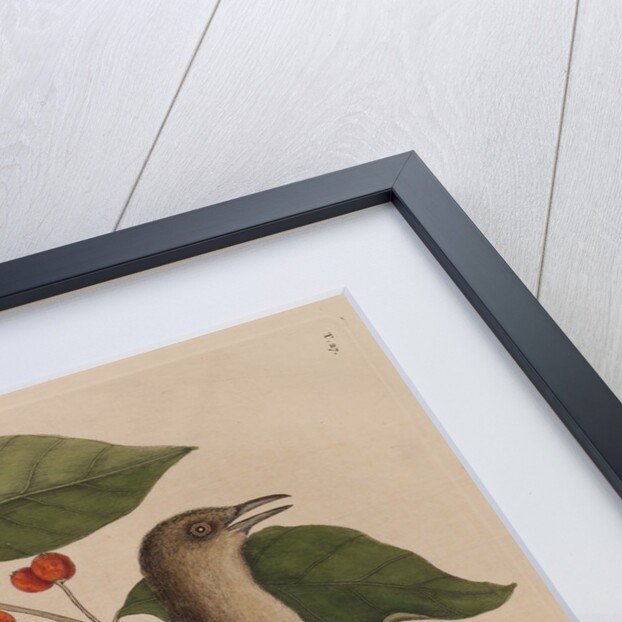 The 'mock-bird' and the dogwood tree by Mark Catesby